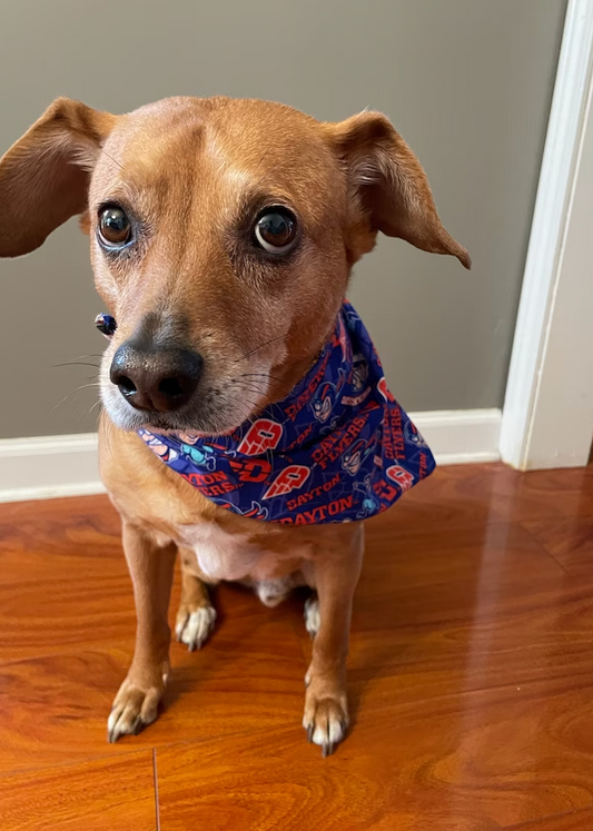 Reversible Dayton and Ohio Pet Bandana